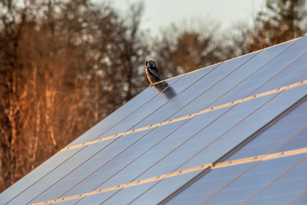 solar panels with bird