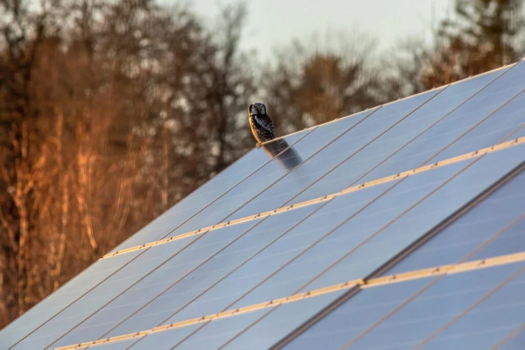 pexels-erik-karits-2093459-10268580 solar panels with bird